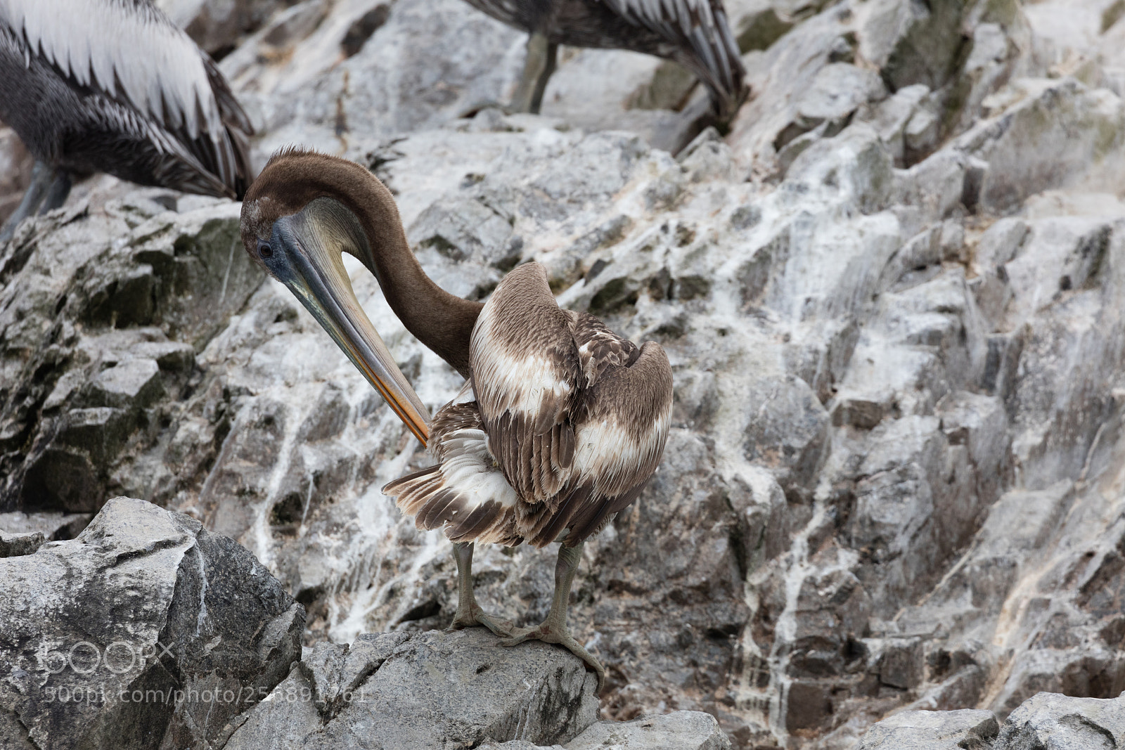 Canon EOS 5DS R sample photo. Ballestas islands, perù photography