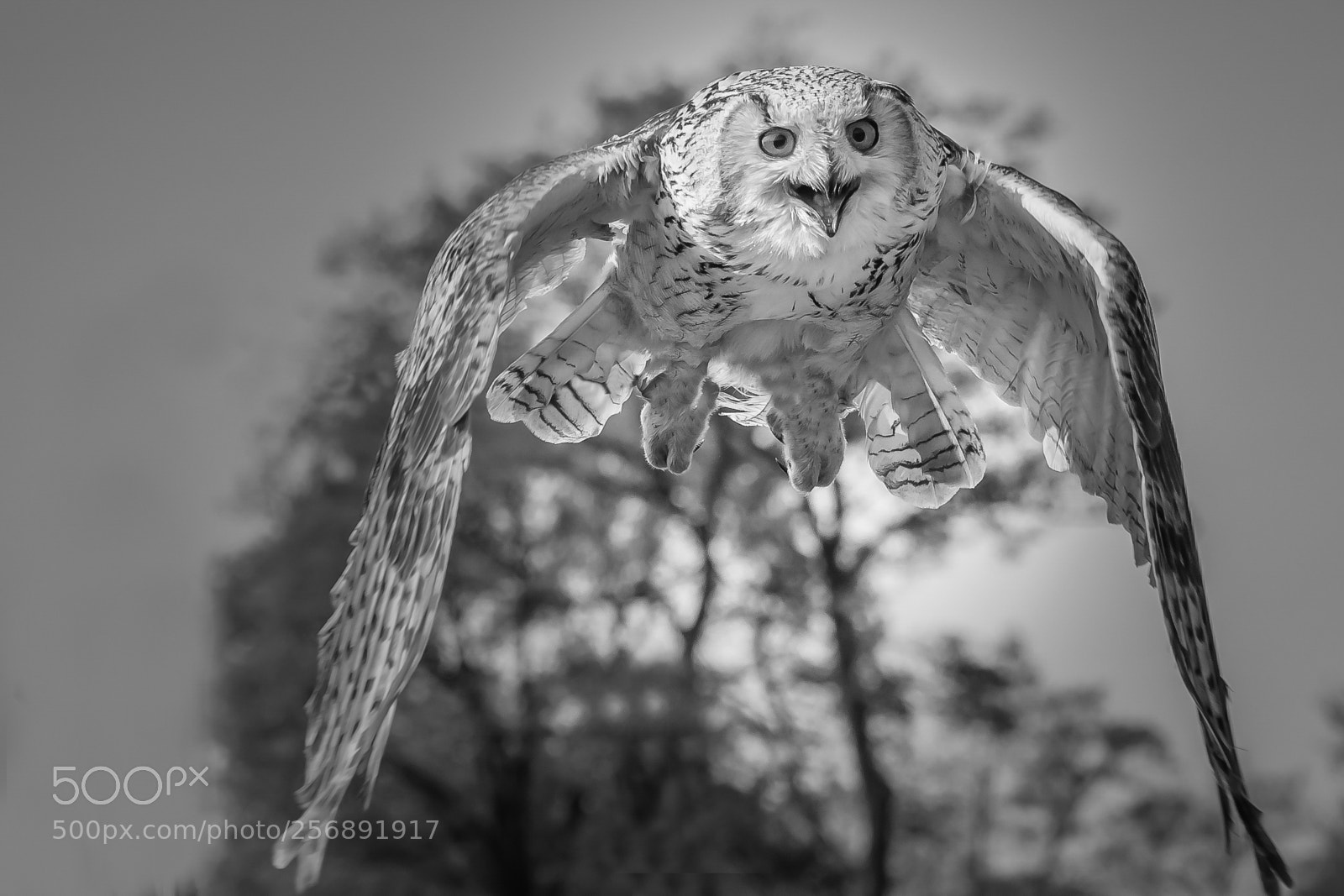 Nikon D500 sample photo. Siberische oehoe in flight photography