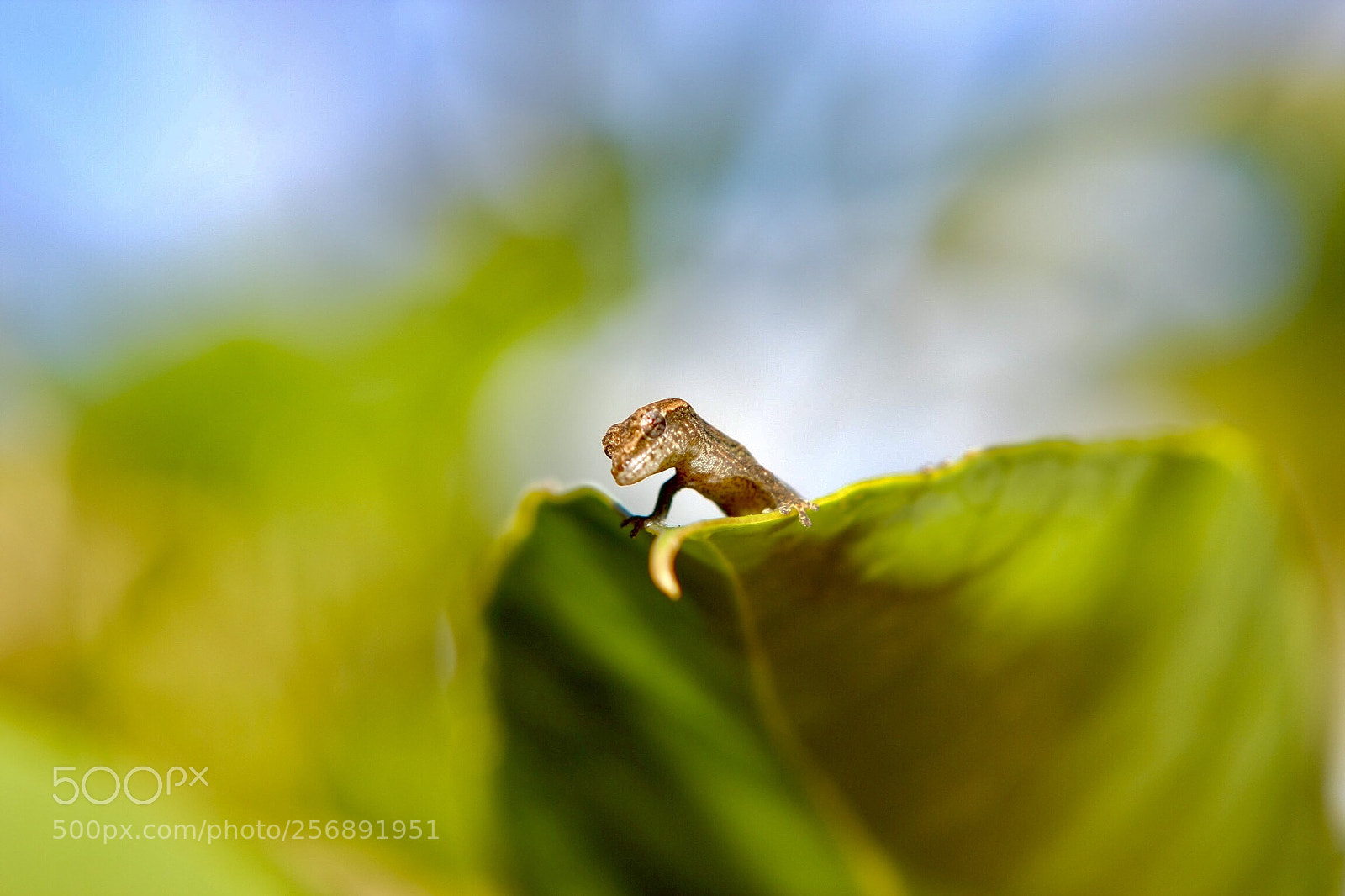 Canon EOS 40D sample photo. Curious gecko photography