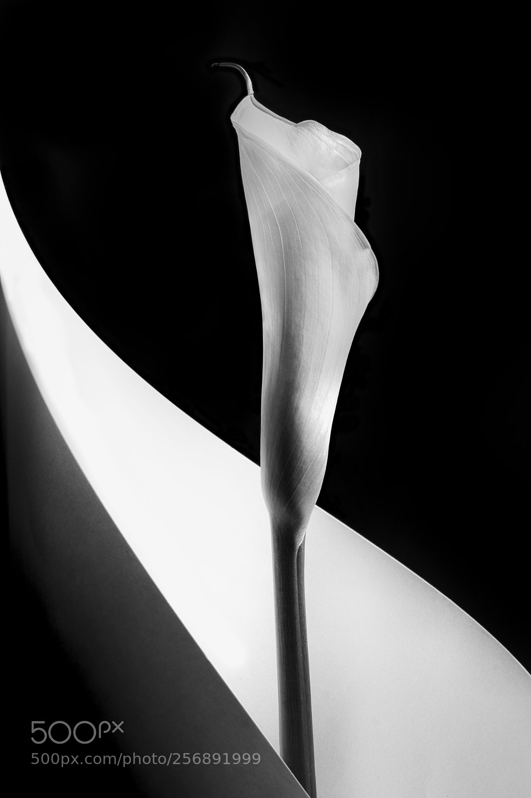 Fujifilm X-Pro2 sample photo. Calla lily photography
