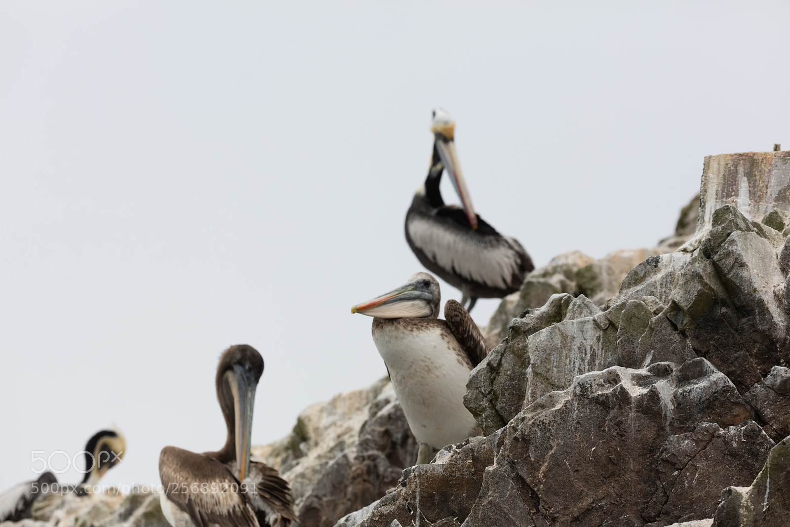 Canon EOS 5DS R sample photo. Ballestas islands, perù photography