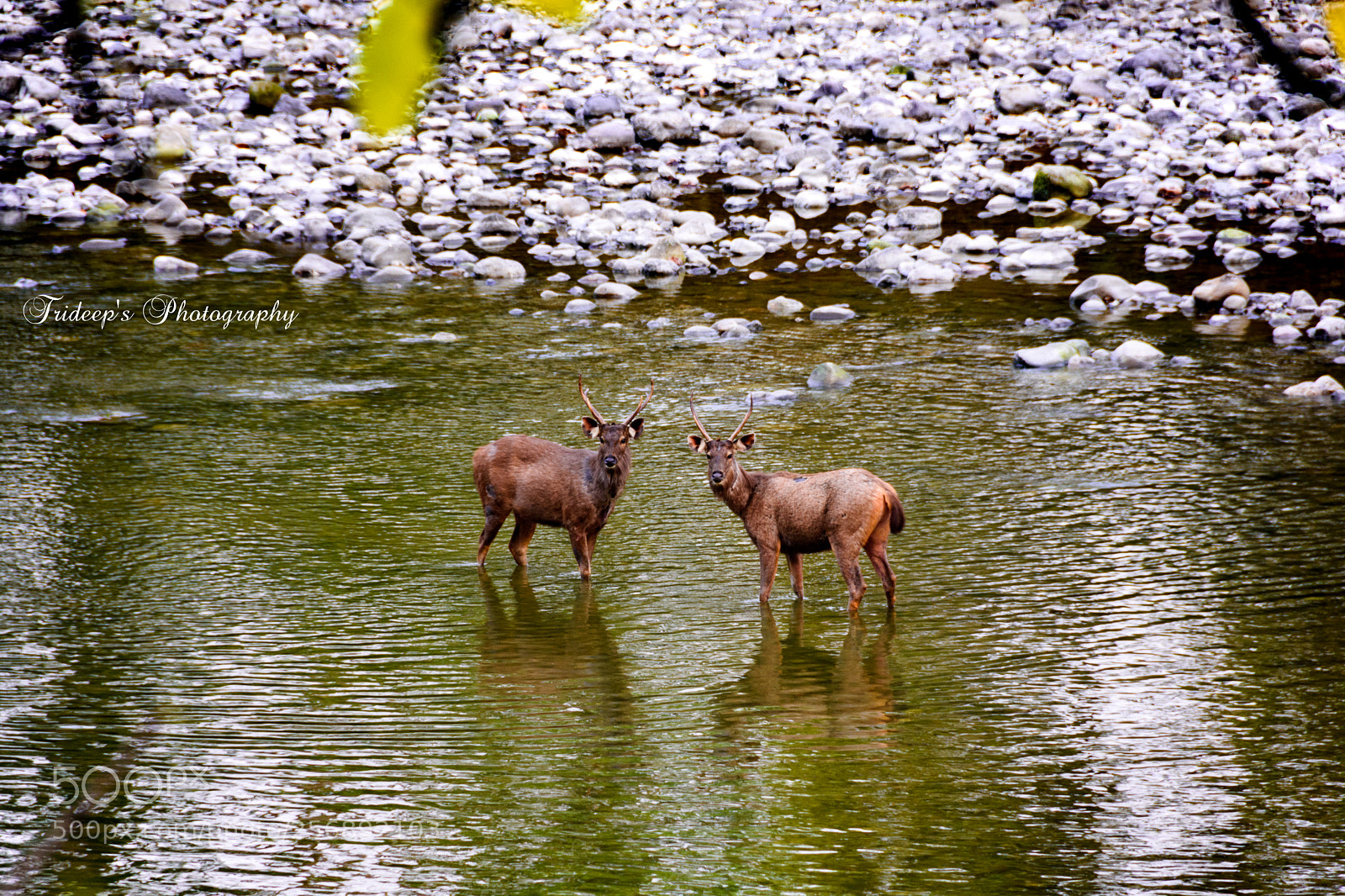 Nikon D7200 sample photo. The look photography