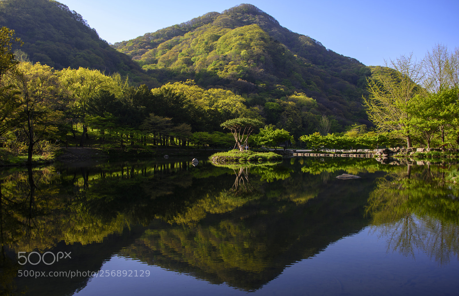 Nikon D810 sample photo. Reflection of spring photography