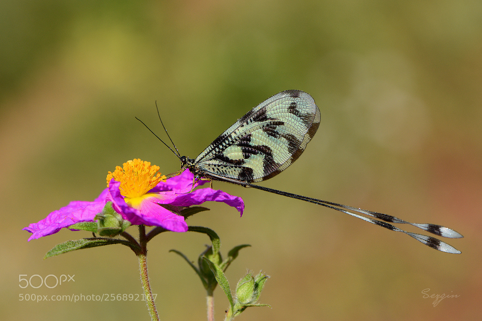 Nikon D7100 sample photo. *** photography