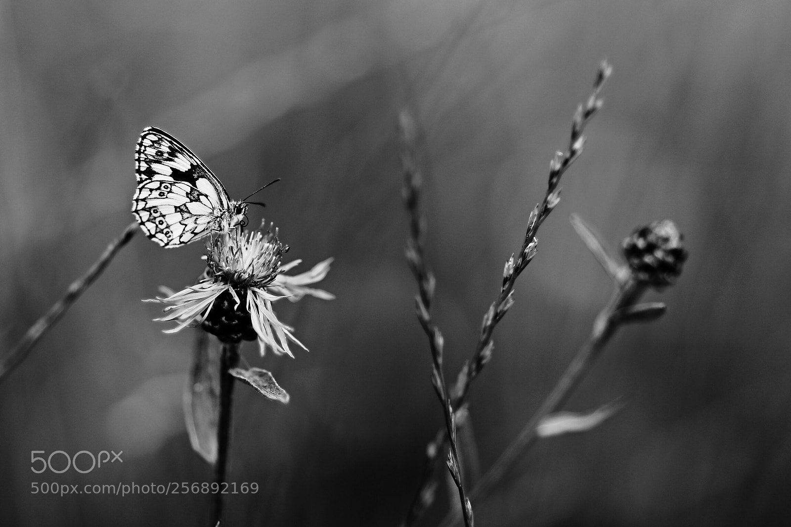 Canon EOS 6D sample photo. Untitled photography
