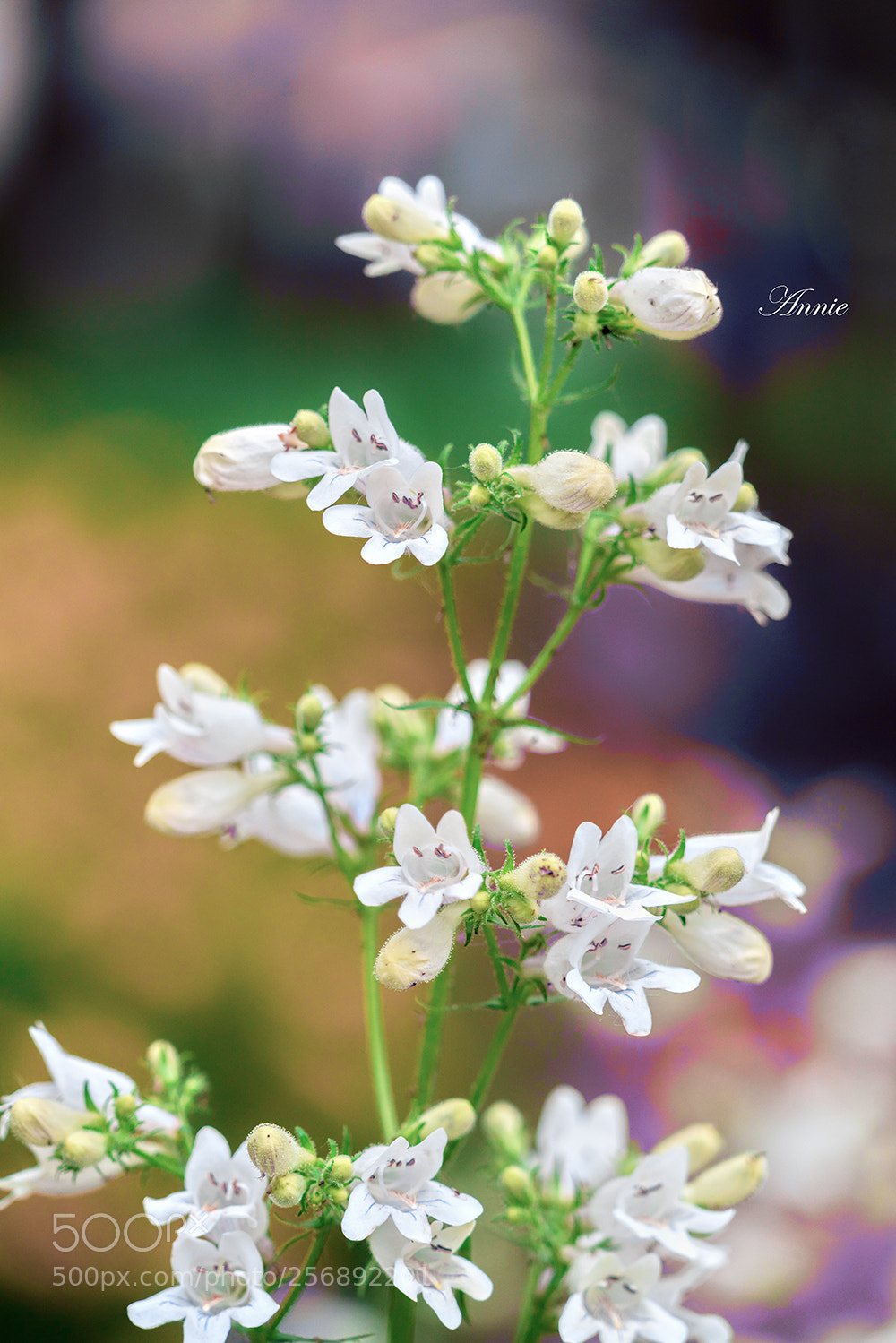 Sony a7R II sample photo. Flower photography