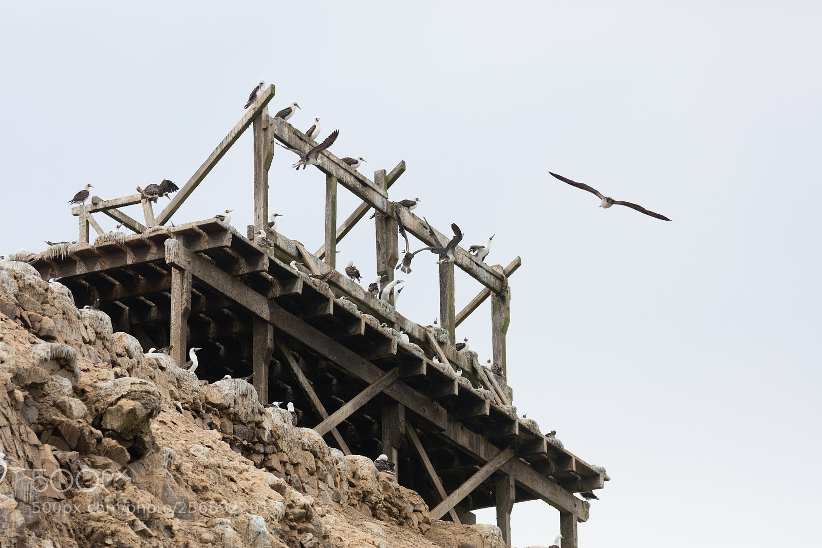 Canon EOS 5DS R sample photo. Ballestas islands, perù photography