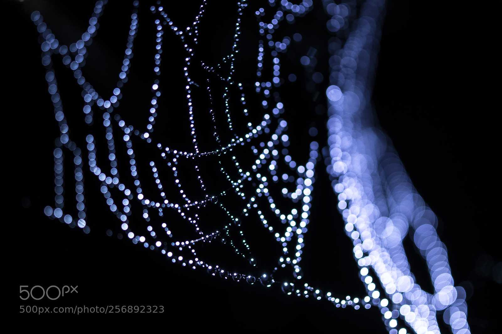 Pentax K-3 II sample photo. Pearls photography