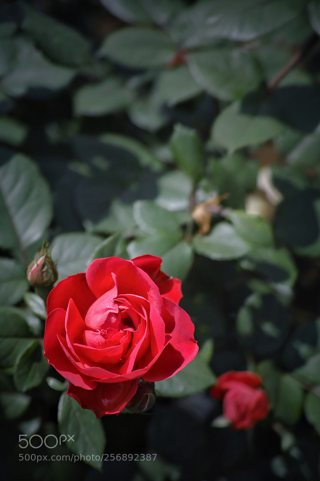 Sigma DP3 Merrill sample photo. Spring rose 2018 photography
