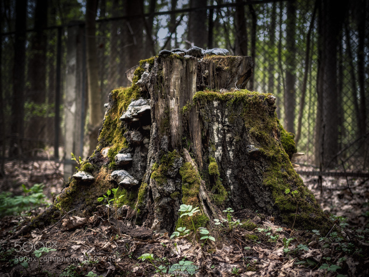 Olympus OM-D E-M1 sample photo. Stump photography