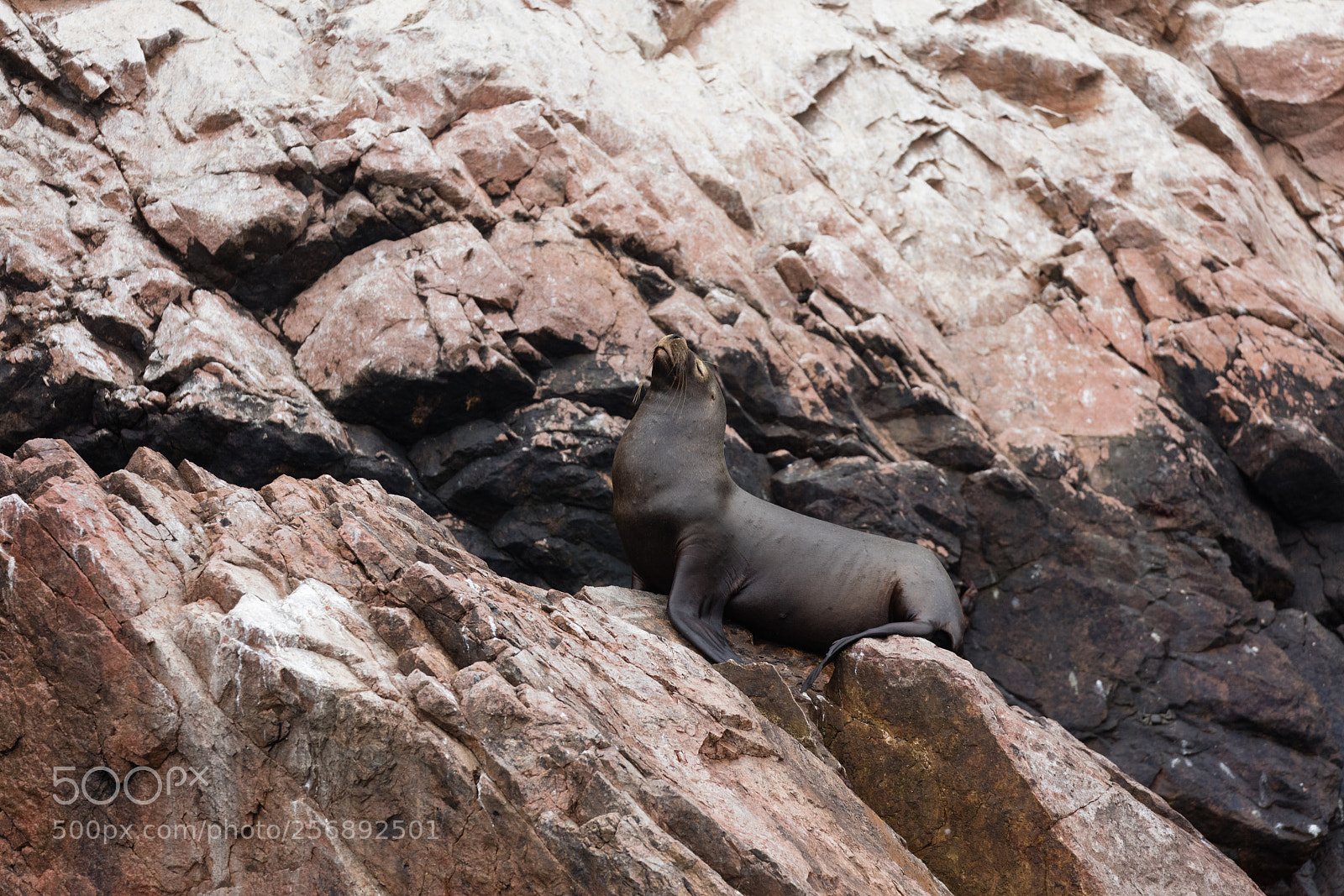 Canon EOS 5DS R sample photo. Ballestas islands, perù photography
