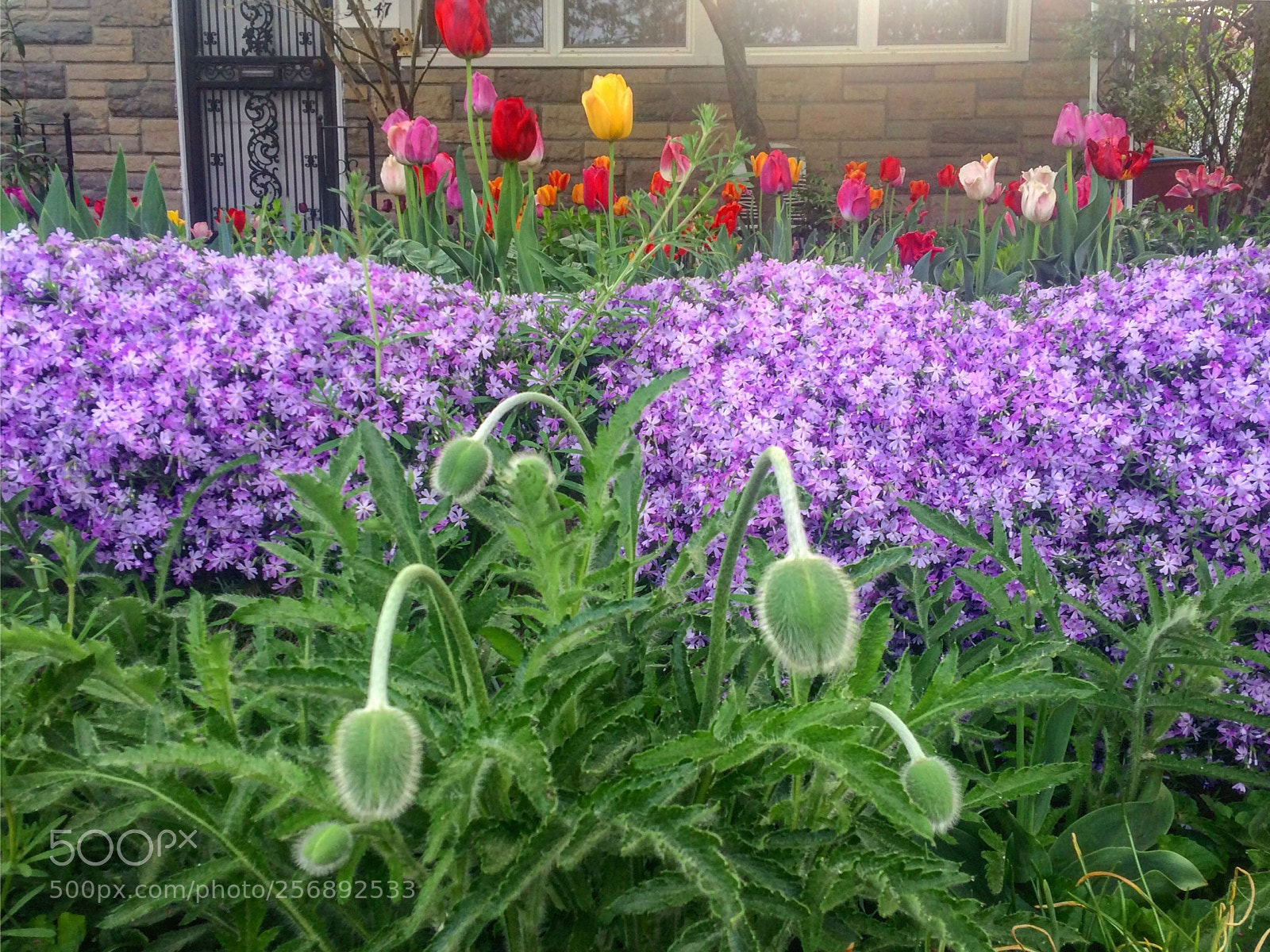 Apple iPhone 5s sample photo. Beautiful spring lawn photography