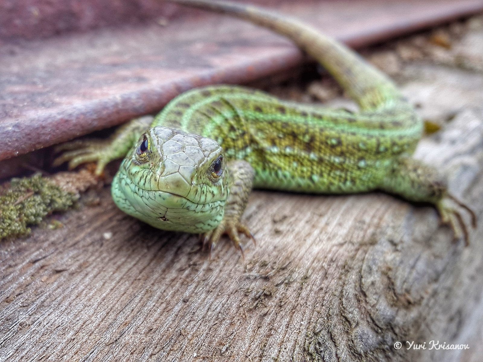 Samsung Galaxy Alpha sample photo. The lizard is watching photography