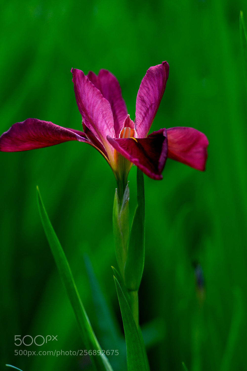 Sony a7R II sample photo. Iris ensata thunb photography