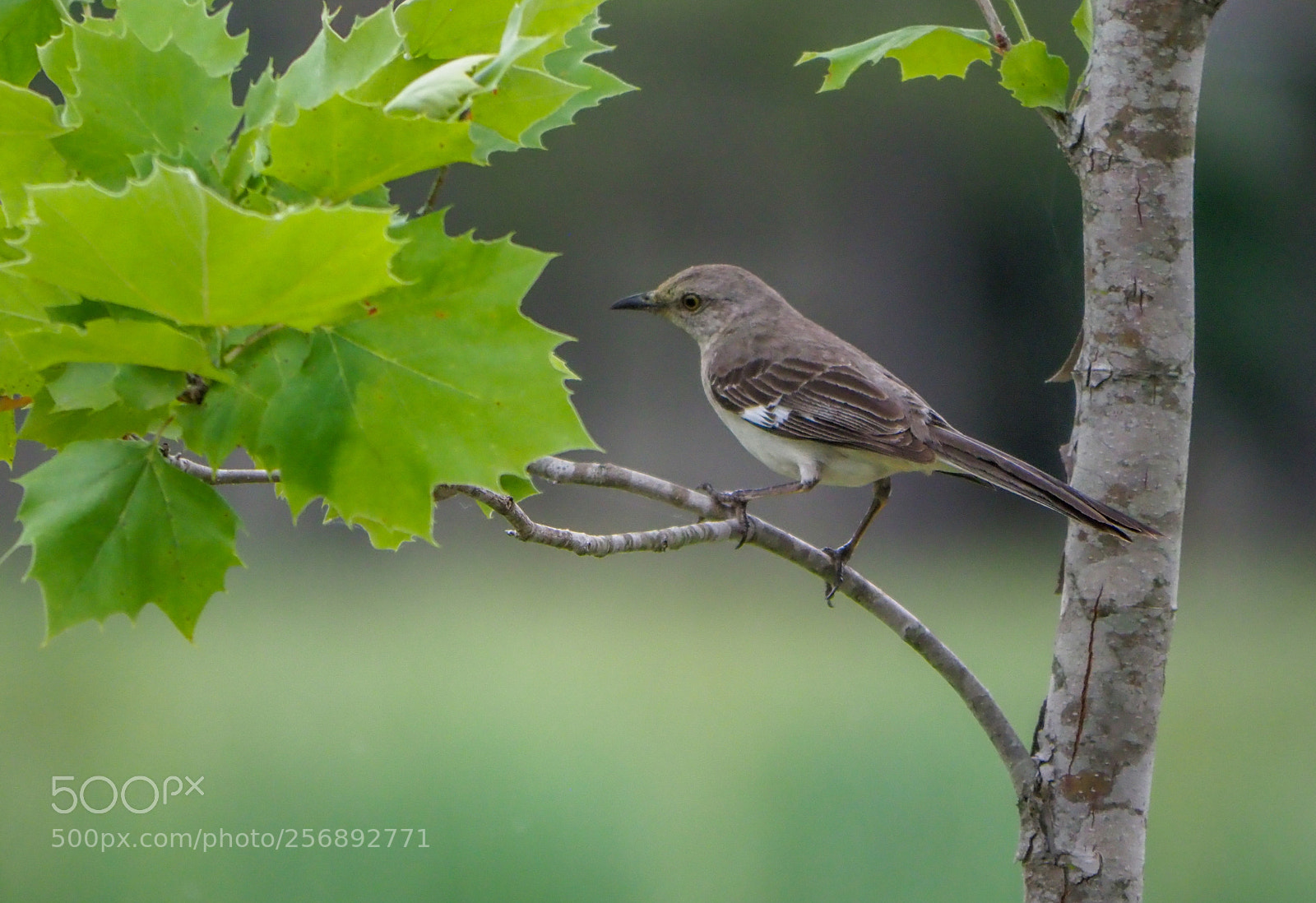 Olympus OM-D E-M1 Mark II sample photo. Mockingbird photography