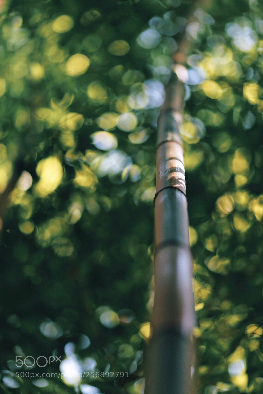 Canon EOS 6D sample photo. Untitled photography