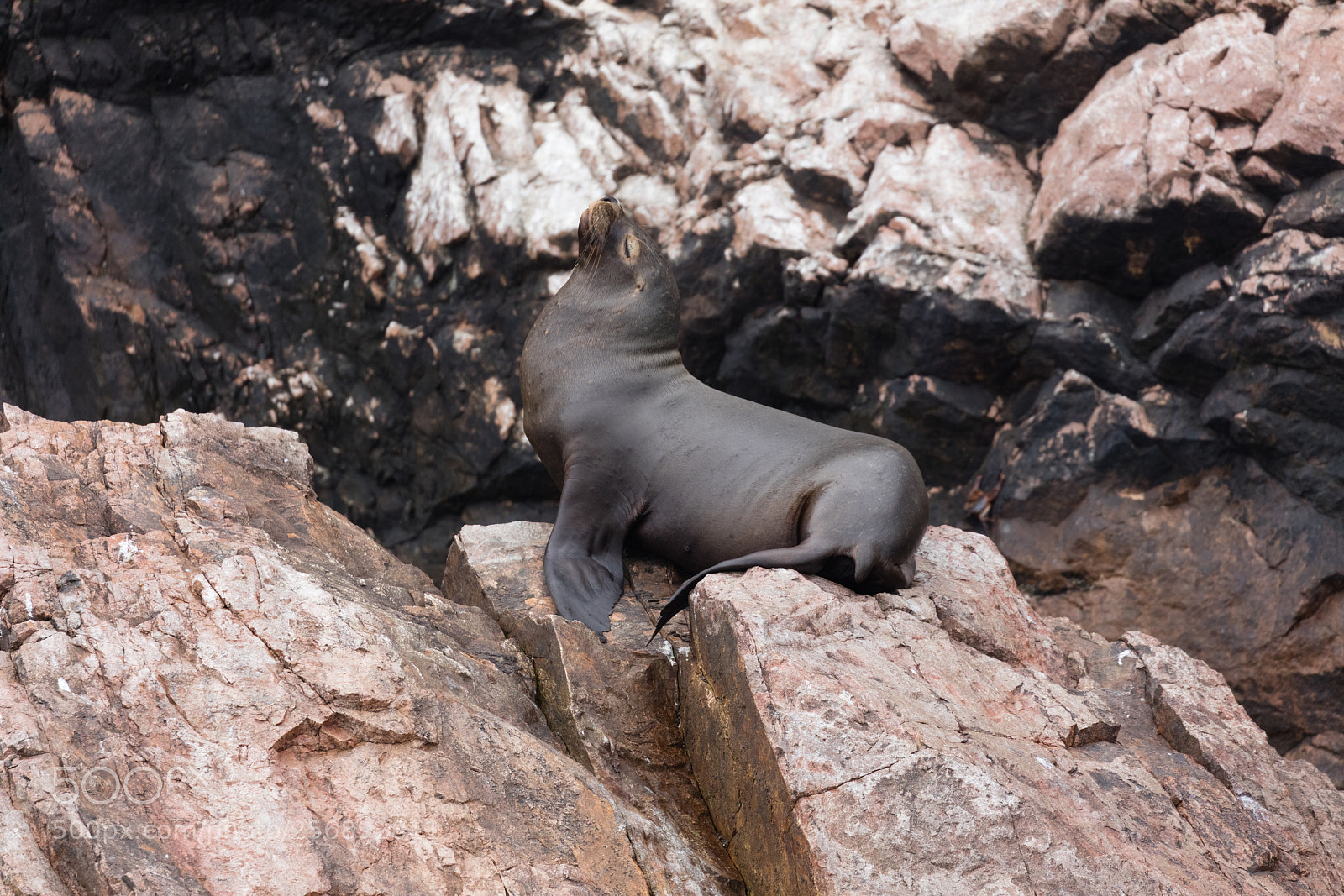 Canon EOS 5DS R sample photo. Ballestas islands, perù photography