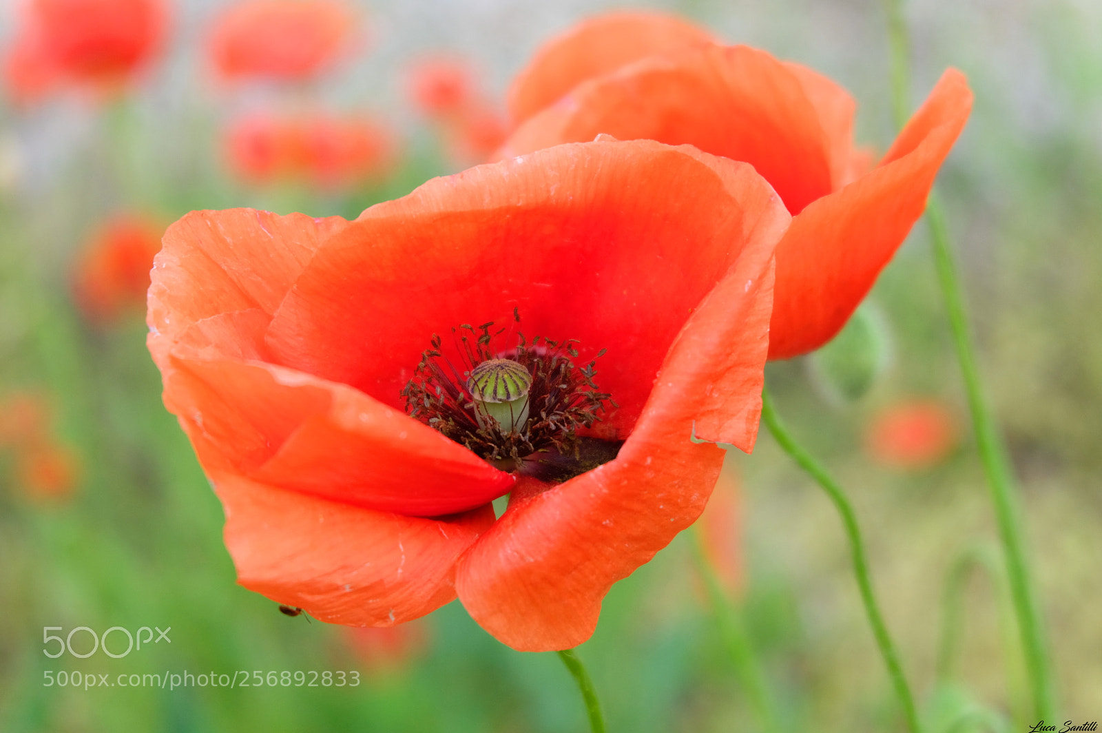 Fujifilm X-T20 sample photo. Papavero photography