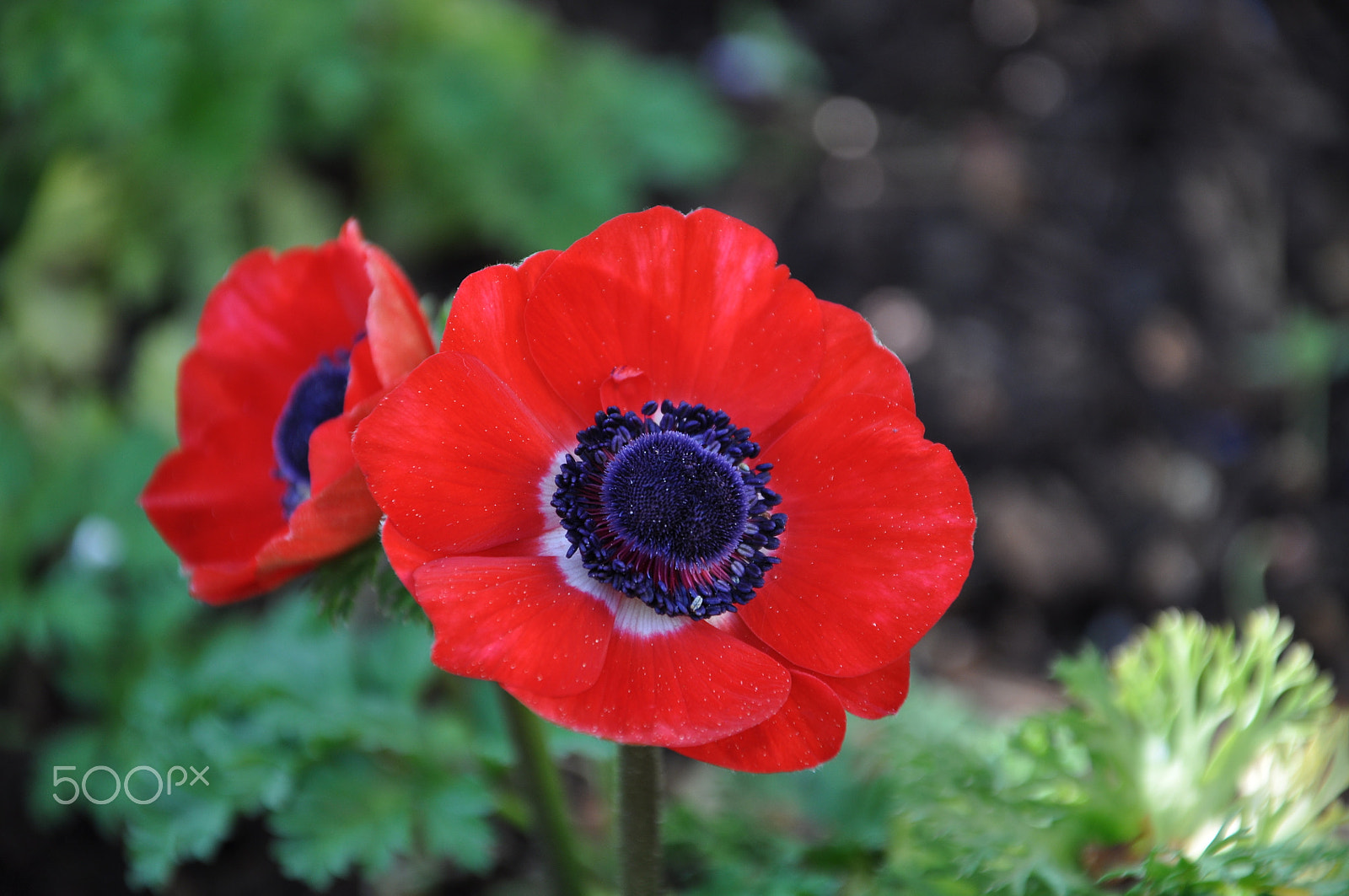 Nikon D5000 sample photo. Rote blumen photography