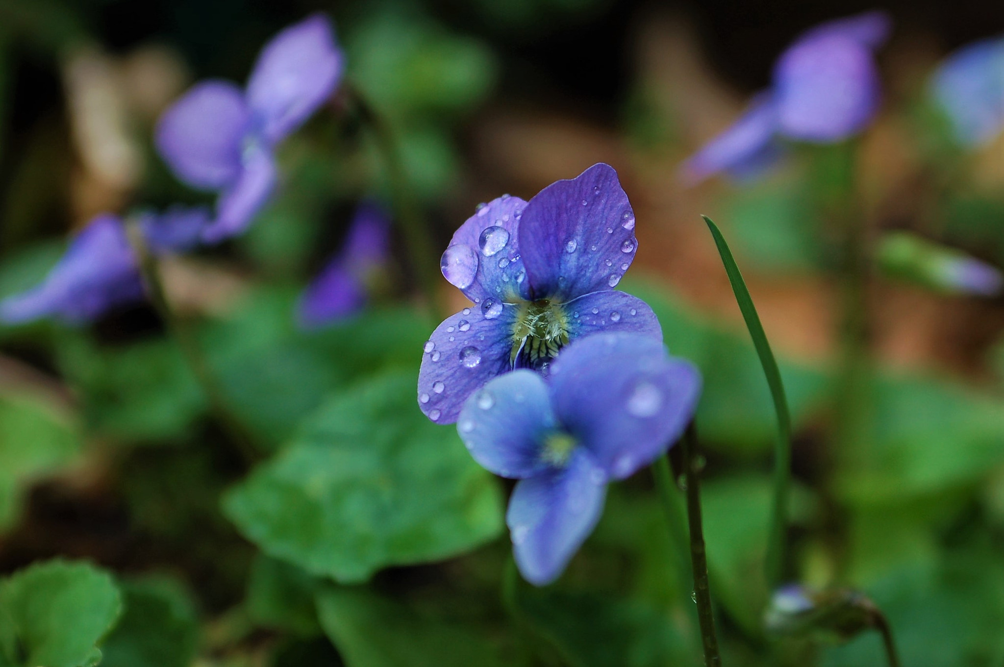 Nikon D50 sample photo. Blue ground cover photography