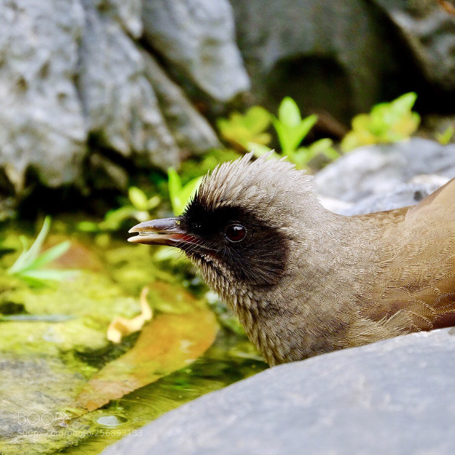 Fujifilm X-H1 sample photo. 
黑臉噪鶥 mask lanughingthrush  photography
