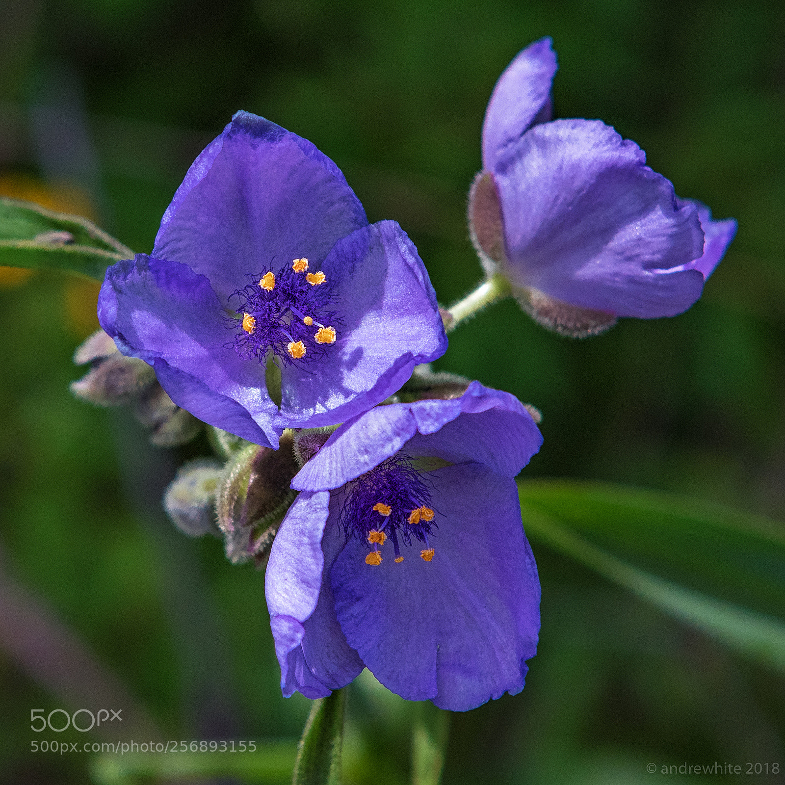 Nikon D850 sample photo. Spiderwort photography