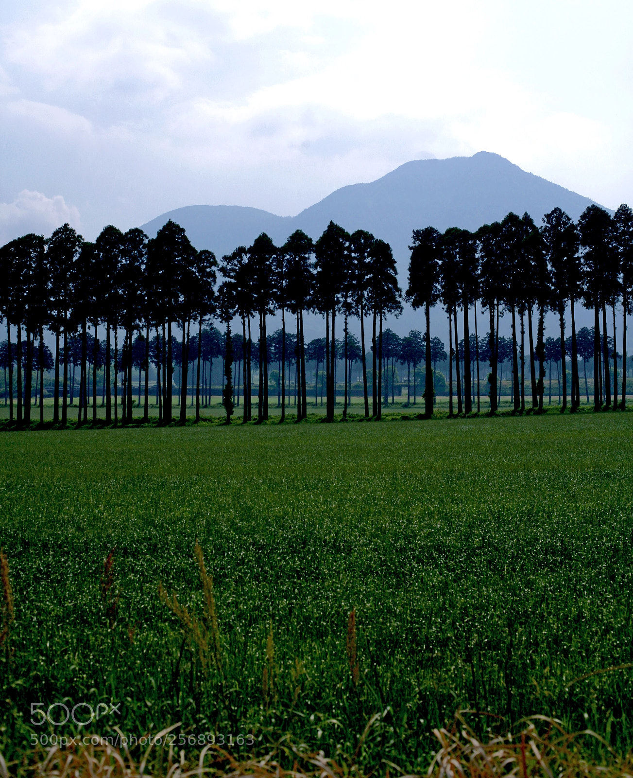 Canon EOS 5D sample photo. Img photography