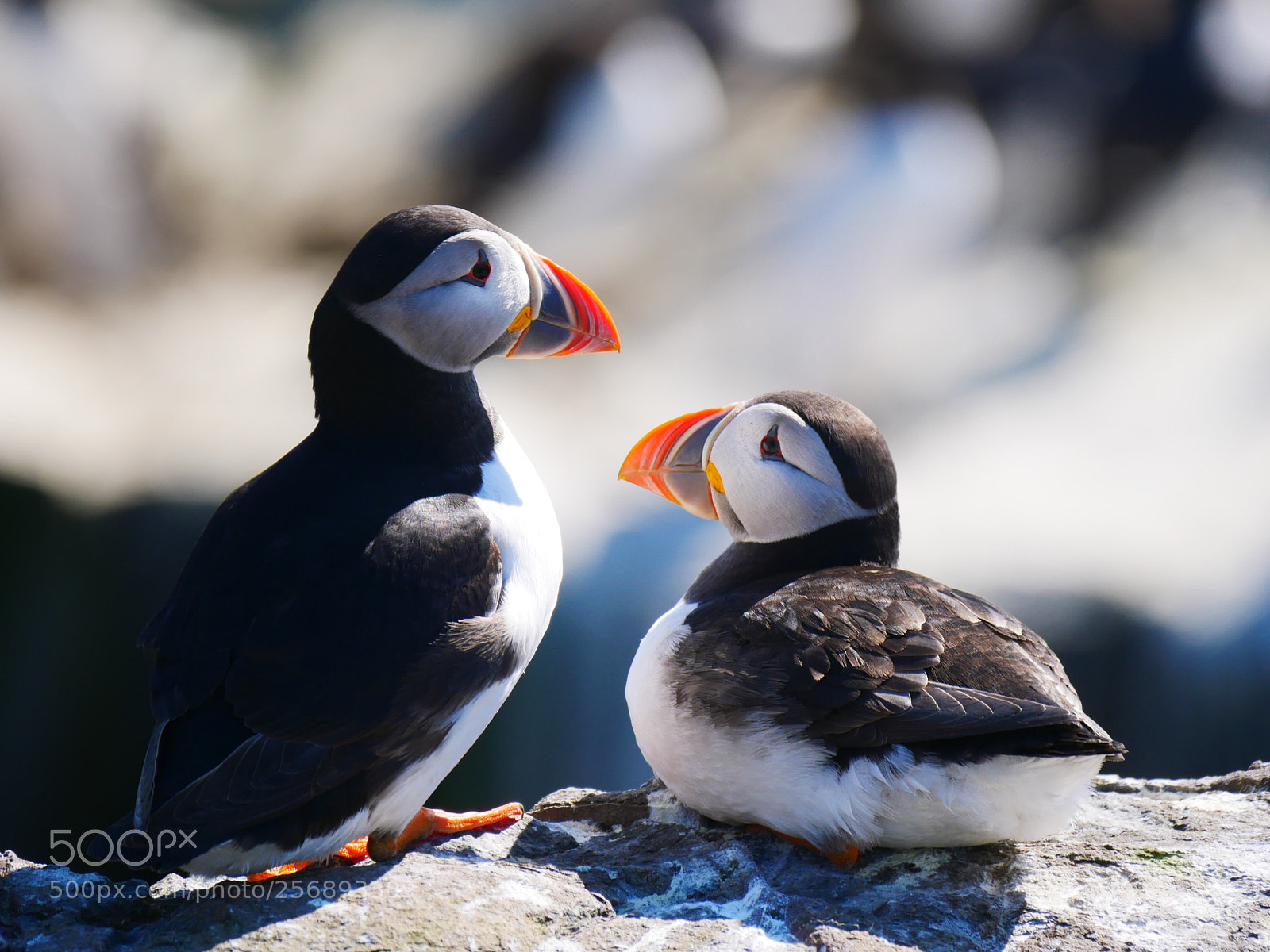 Panasonic Lumix DMC-G85 (Lumix DMC-G80) sample photo. Pair of puffins  photography