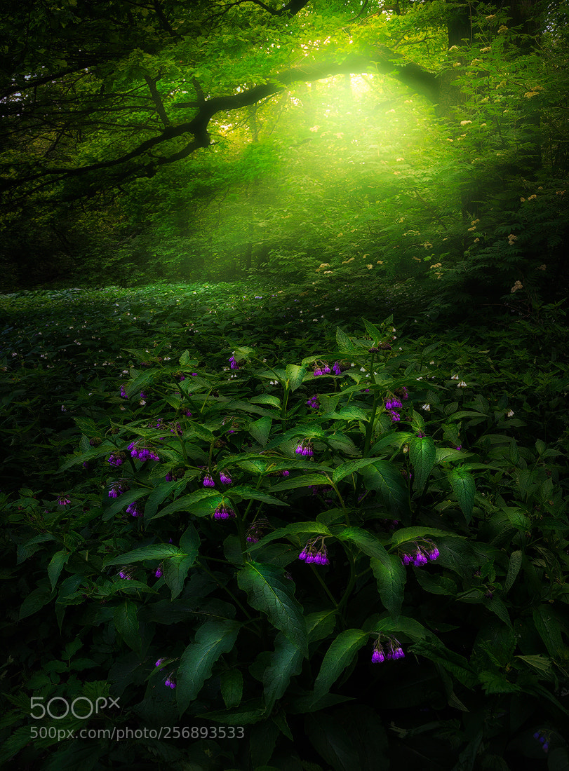 Nikon D610 sample photo. Elves woods photography