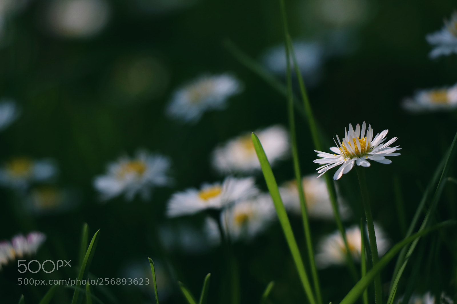 Canon EOS 80D sample photo. Focus photography
