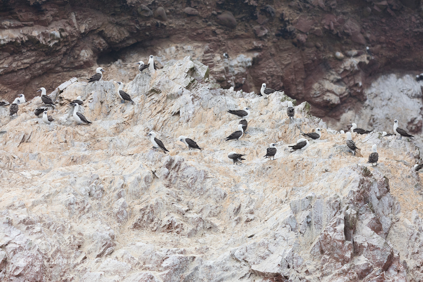 Canon EOS 5DS R sample photo. Ballestas islands, perù photography