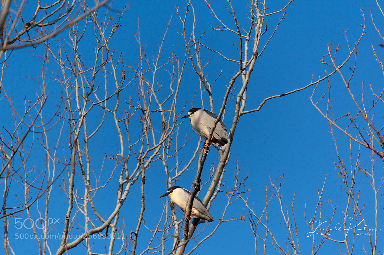 Nikon D3400 sample photo. Black-crowned night herons  photography
