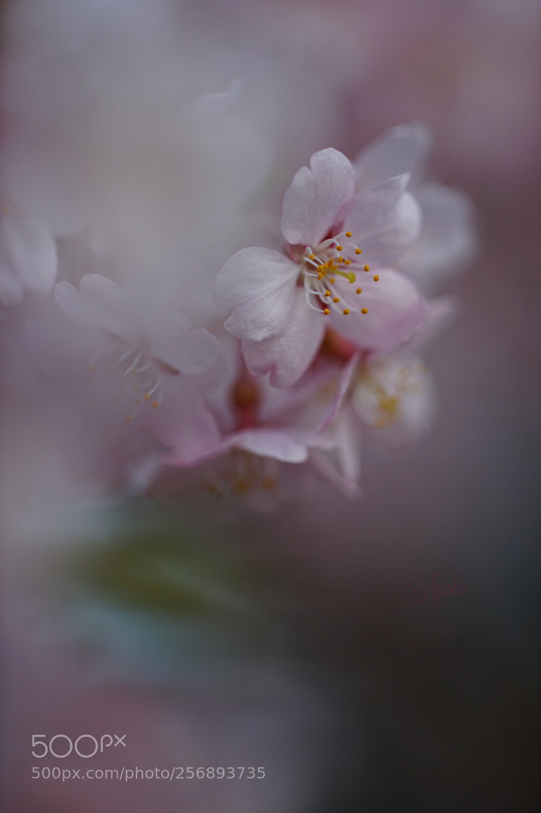 Sony a7 II sample photo. Sakura blossom 1 photography