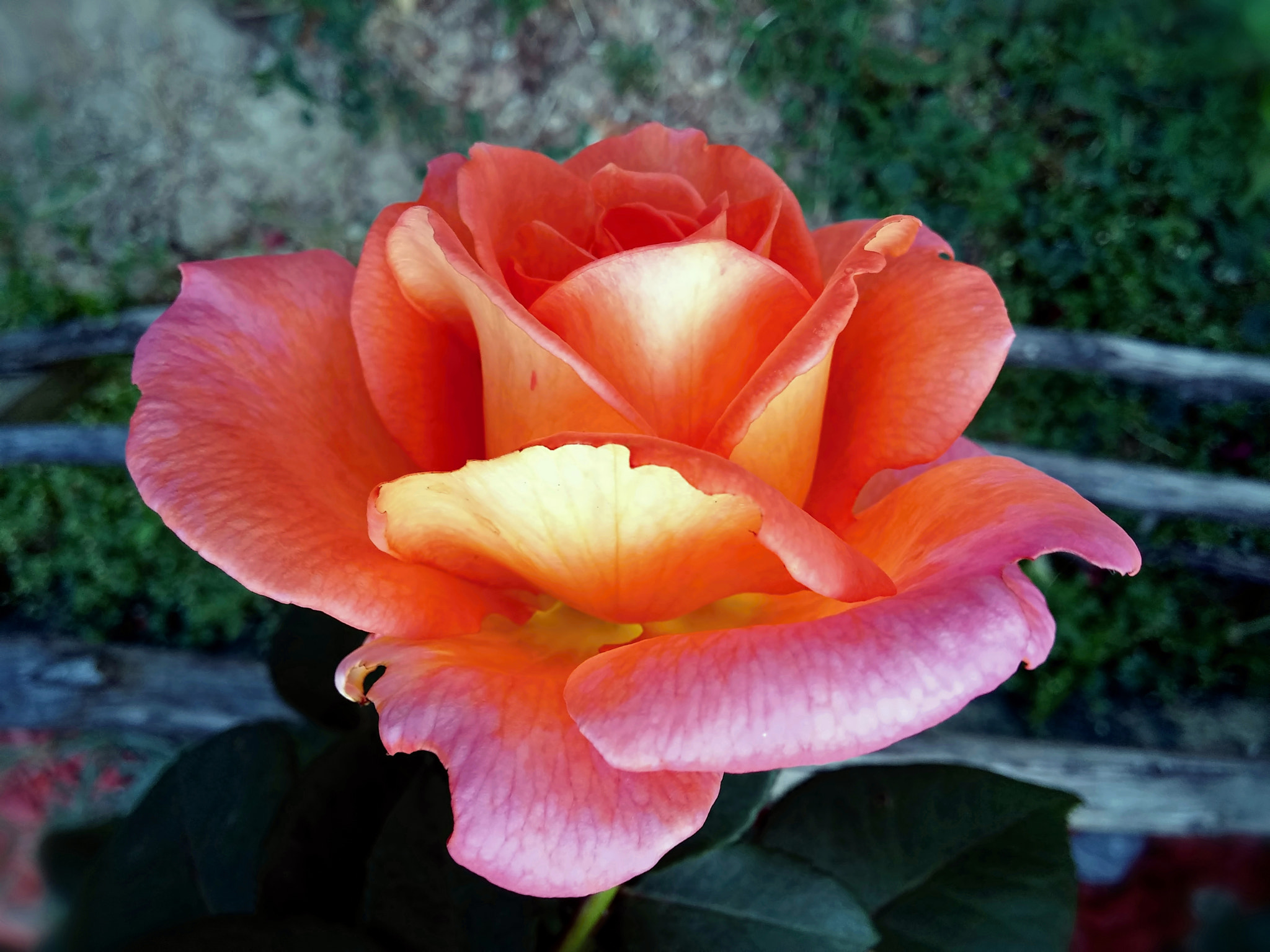 LG G3 sample photo. Roses at the fence photography