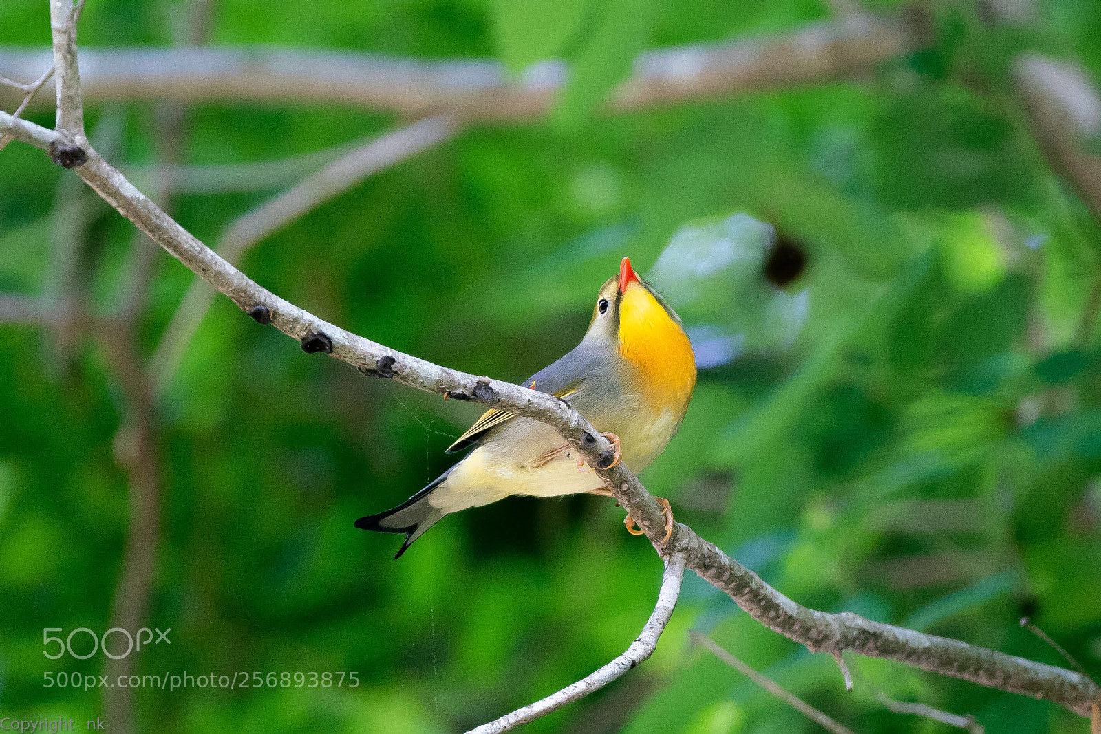 Sony a7R III sample photo. Leiothrix lutea photography