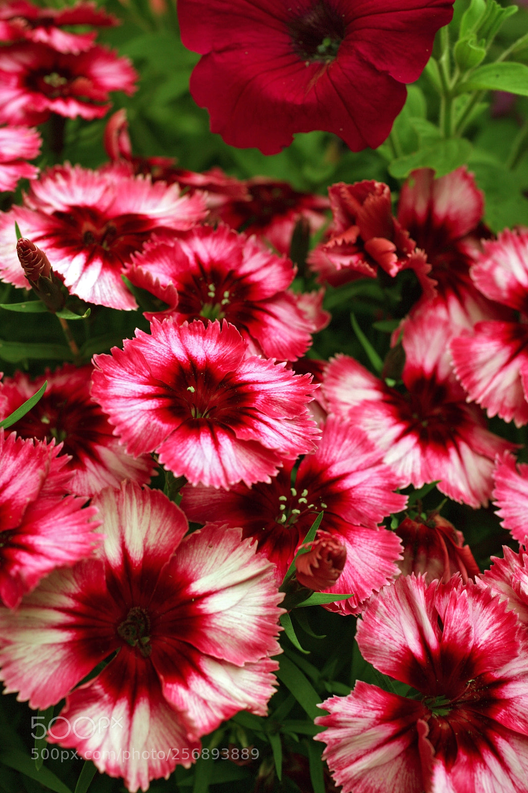 Canon EOS 5D sample photo. Img photography