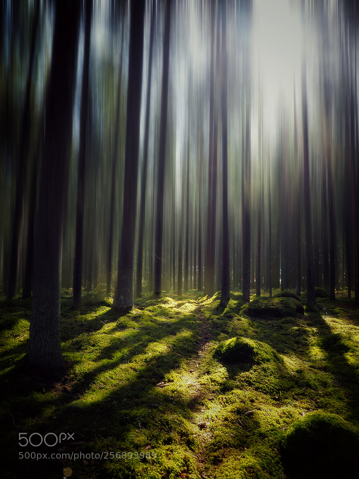 Olympus OM-D E-M1 sample photo. Dreamy forest photography
