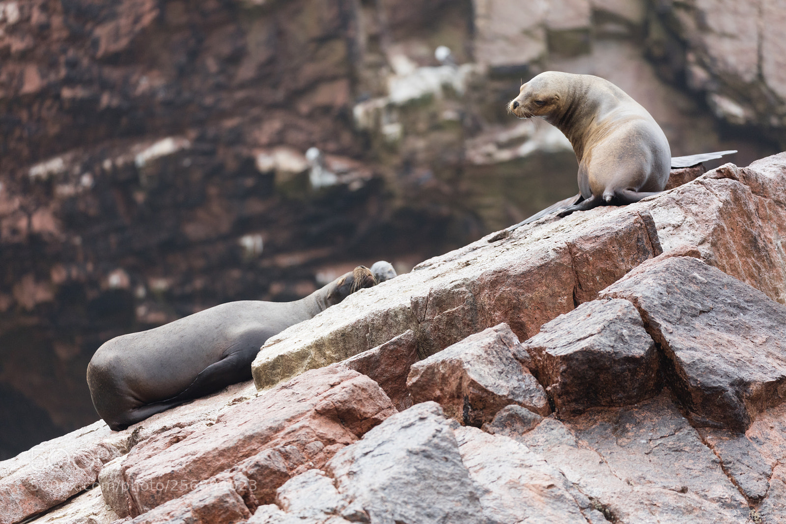 Canon EOS 5DS R sample photo. Ballestas islands, perù photography