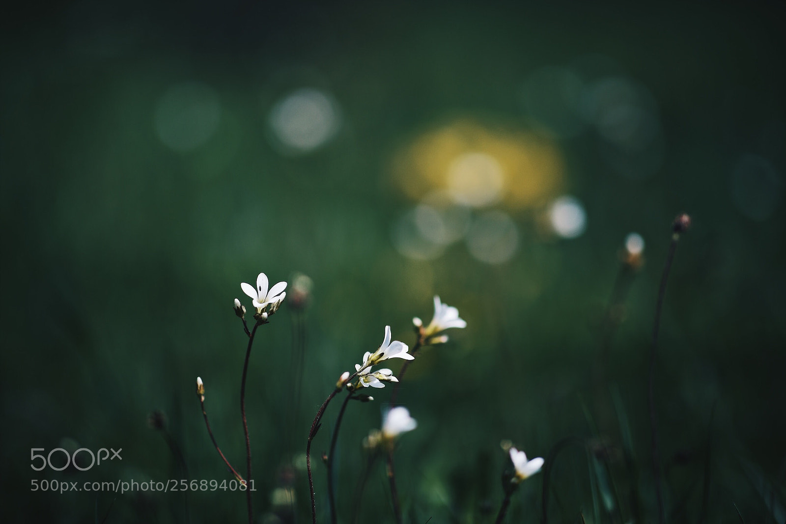 Canon EOS 5D Mark IV sample photo. Untitled photography