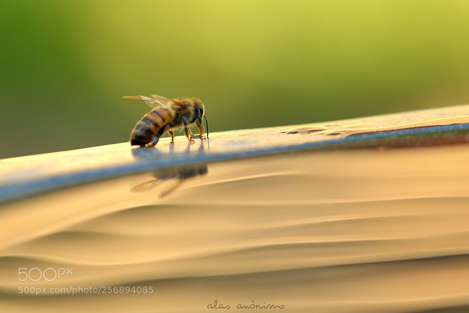 Canon EOS 7D Mark II sample photo. A bee life. photography