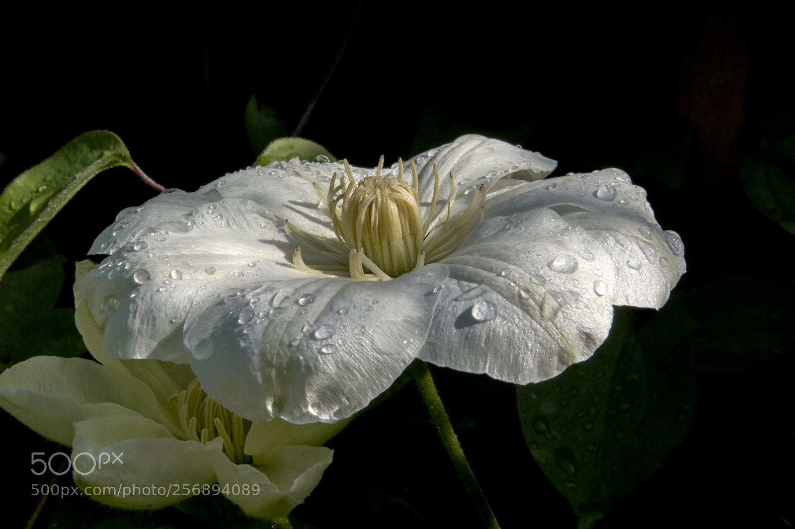 Sony Alpha DSLR-A390 sample photo. White flower photography