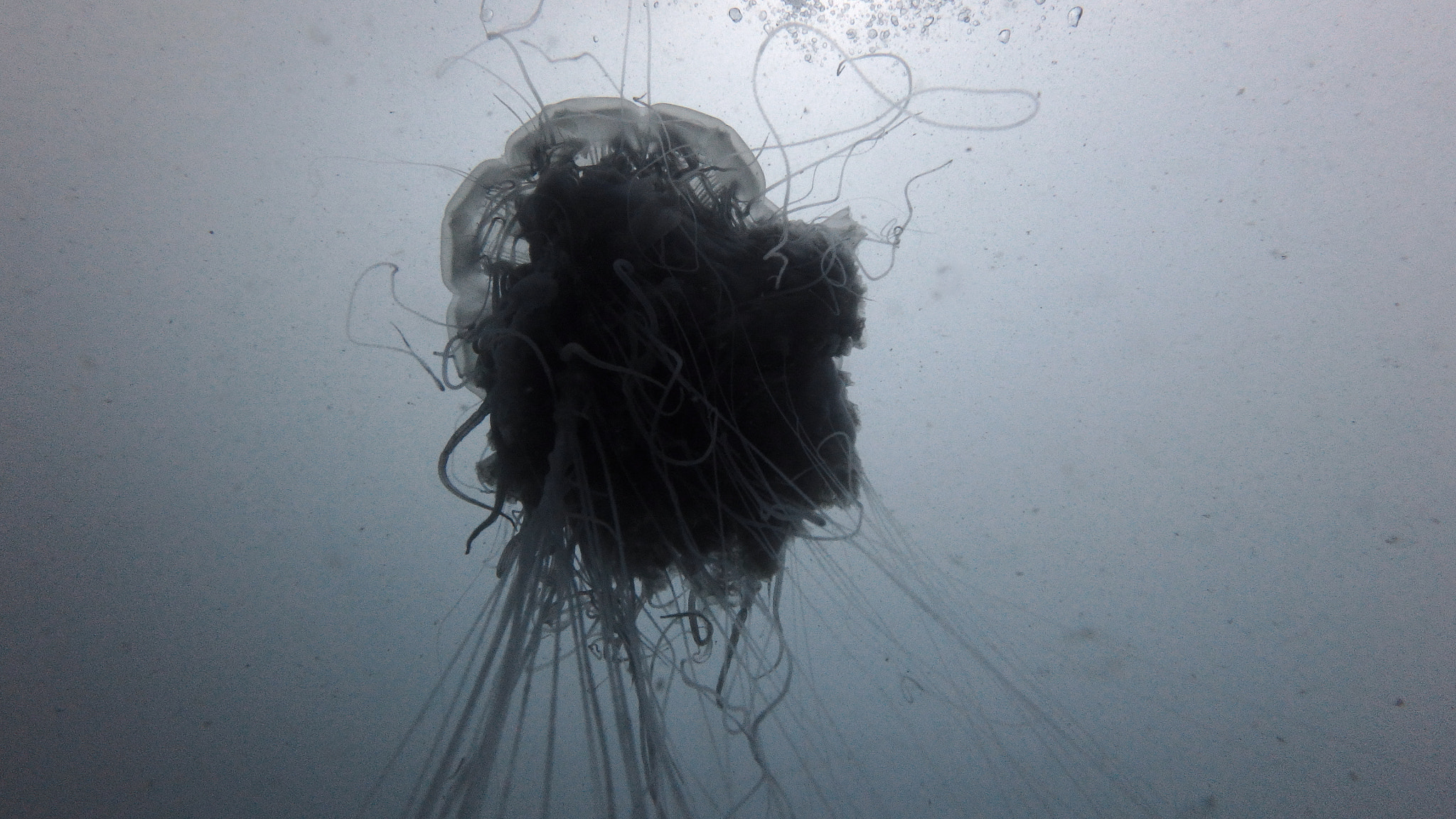 Olympus TG-870 sample photo. Jellyfish photography