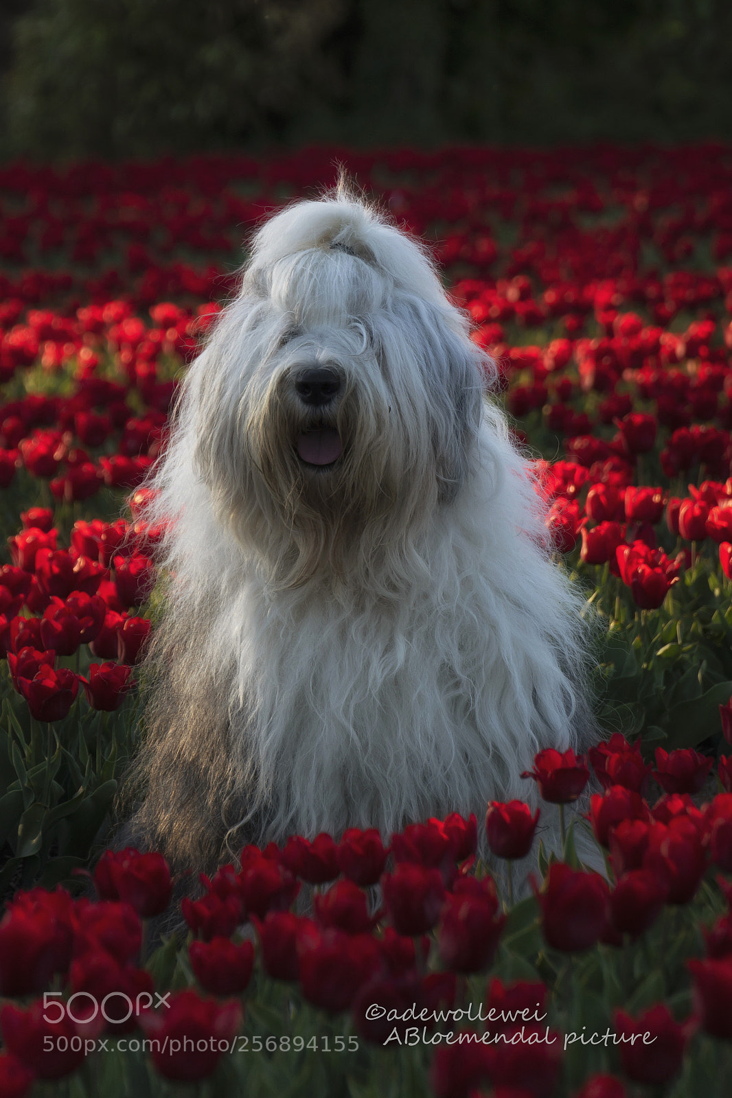 Canon EOS 7D Mark II sample photo. The lady in red photography