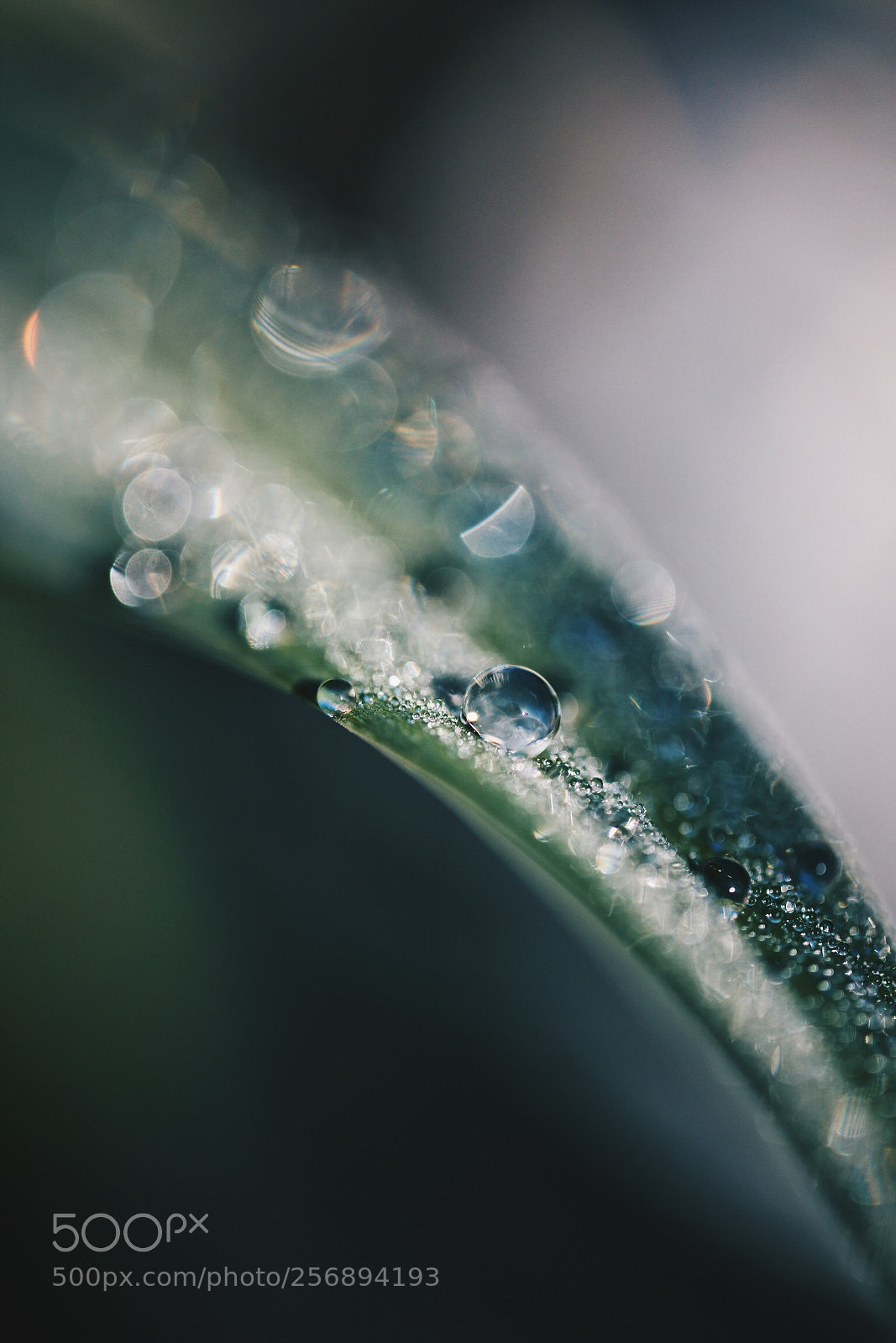 Canon EOS 5D Mark IV sample photo. Untitled photography