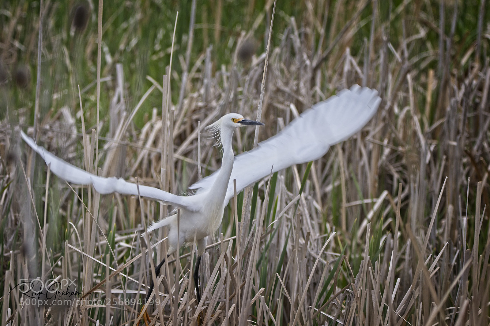 Canon EOS 80D sample photo. Snowy egret photography