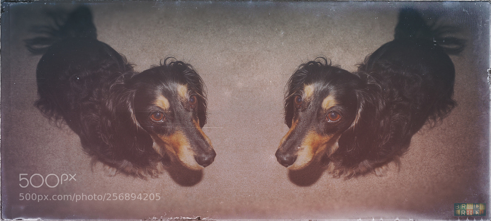 Sony a6000 sample photo. Double dachshund photography