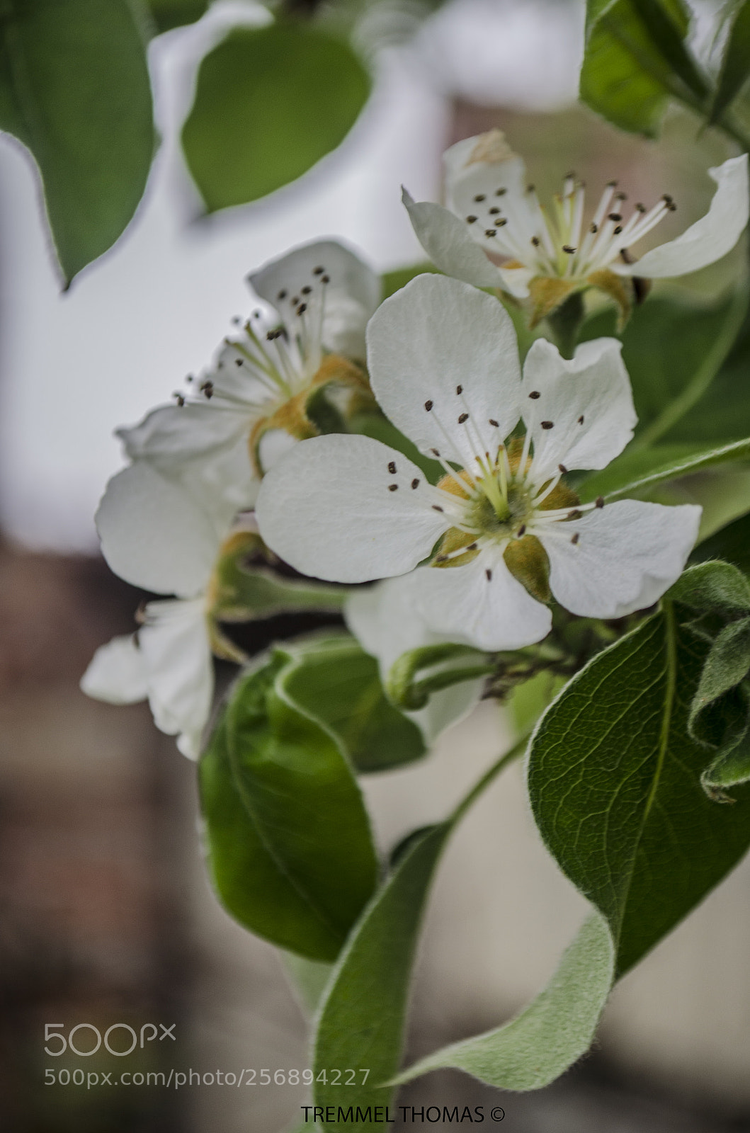 Nikon D5100 sample photo. Flower of para photography
