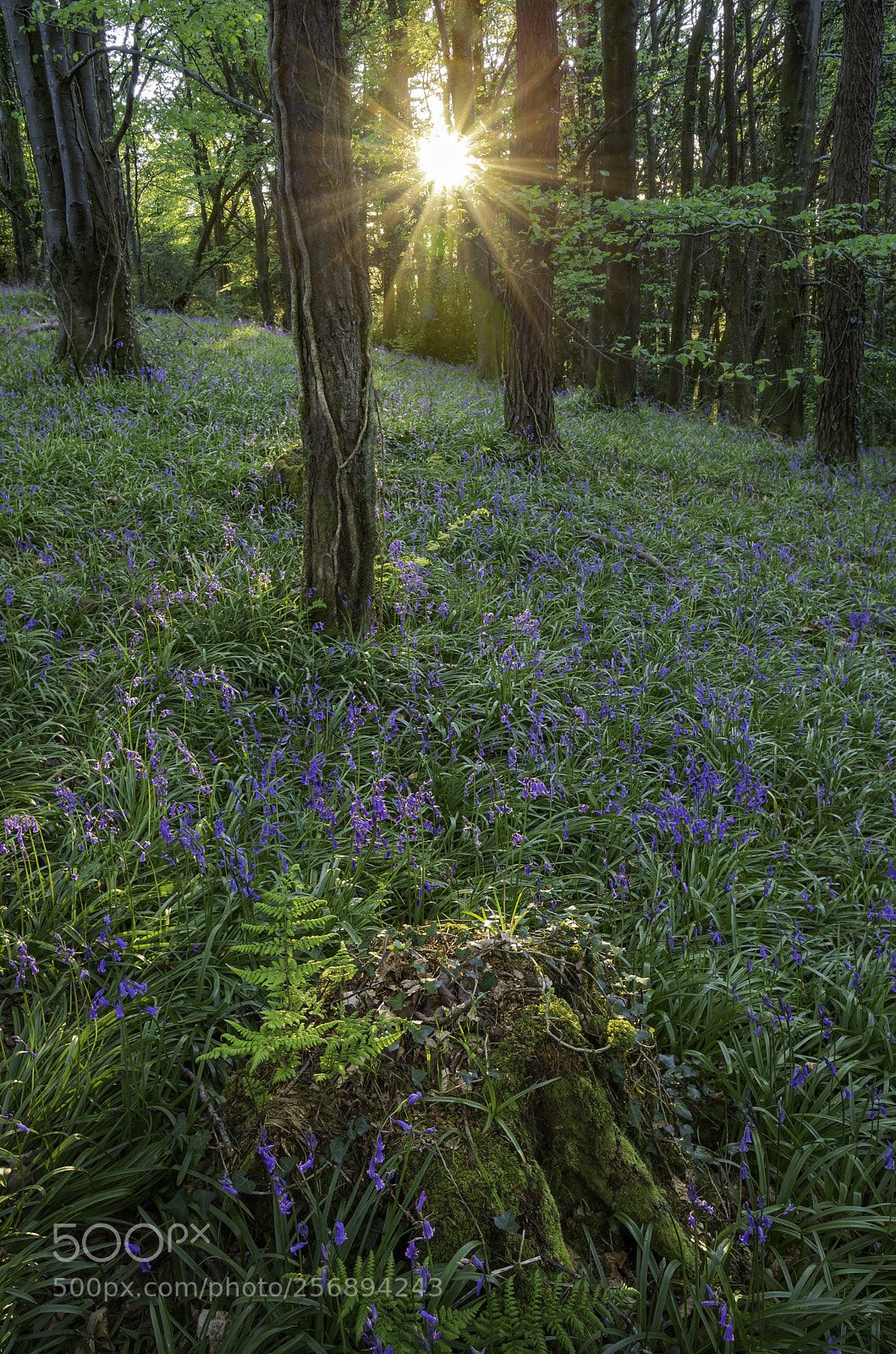 Canon EOS 6D sample photo. Forest light photography