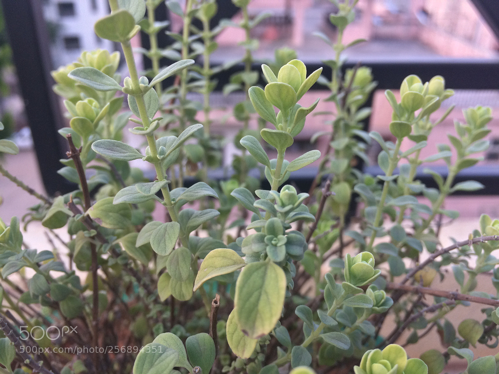 Apple iPhone 5s sample photo. Untitled photography