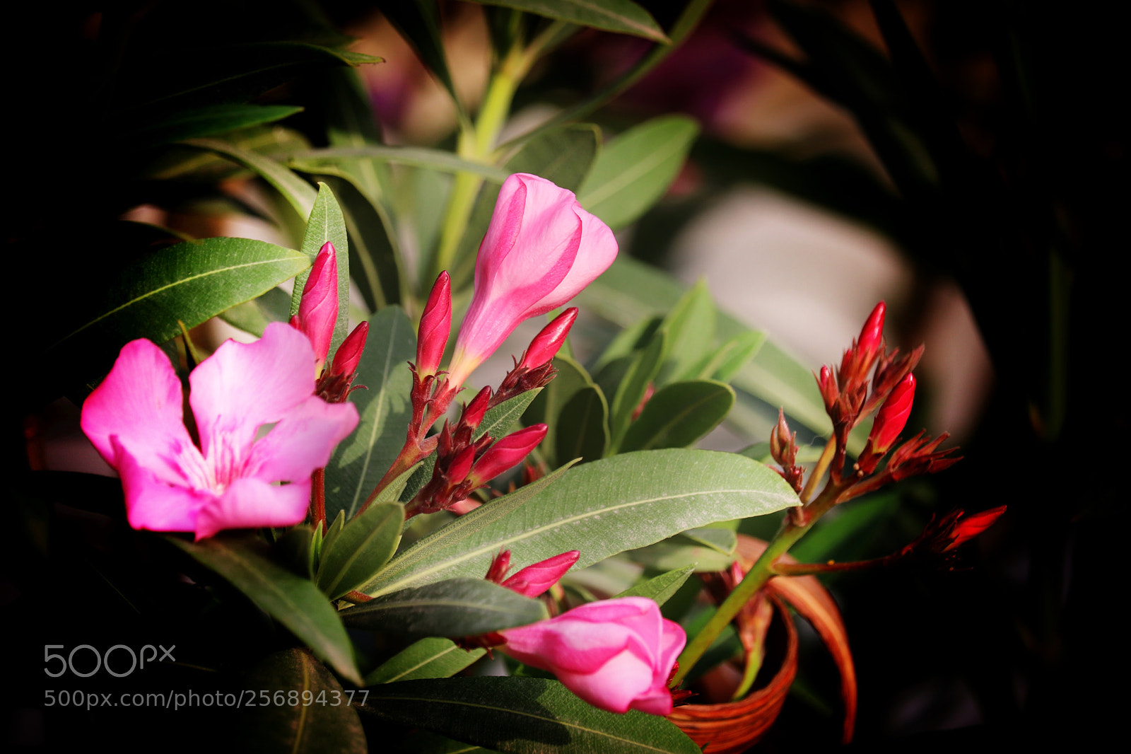 Canon EOS 800D (EOS Rebel T7i / EOS Kiss X9i) sample photo. Floral photography